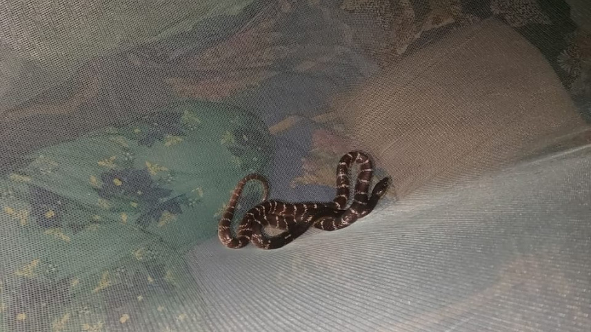 Lesser Black Krait