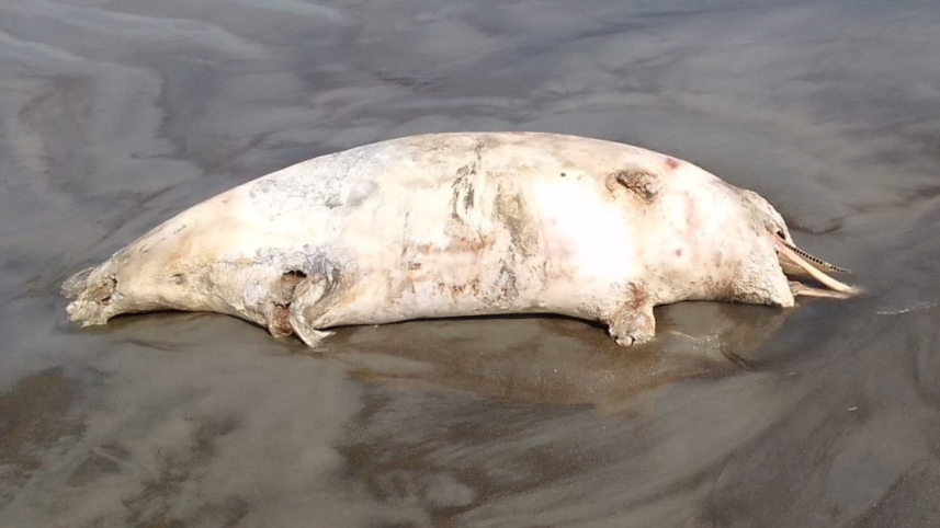 bottle nose dolphin