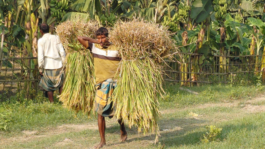 রংপুরে কৃষকের ধান কাটা