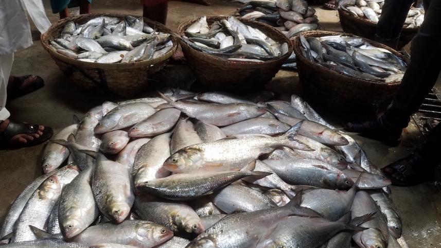 chandpur ilish pic 04.jpg