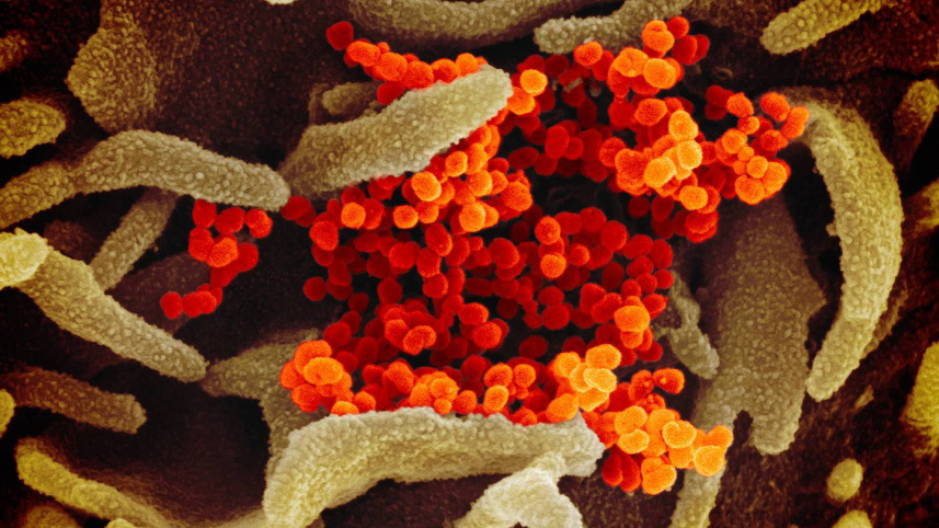 coronavirus.jpg