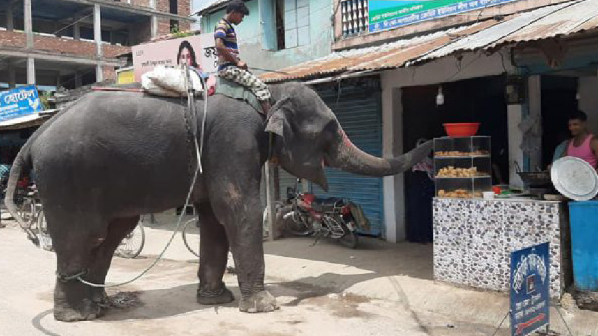 Extortion by elephant.jpg