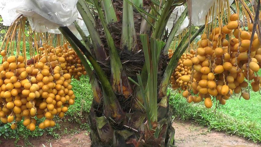 Gazipur Dates firm  4.jpg