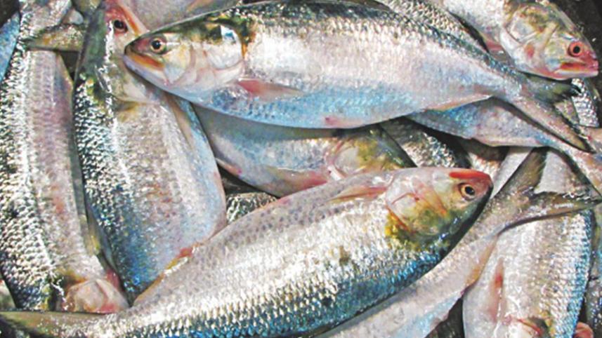 hilsa-fish.jpg