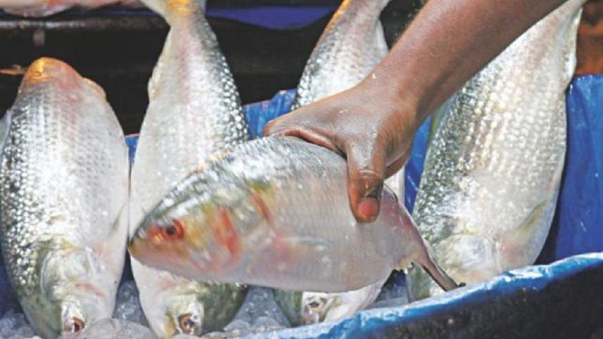 hilsa fish_0.jpg