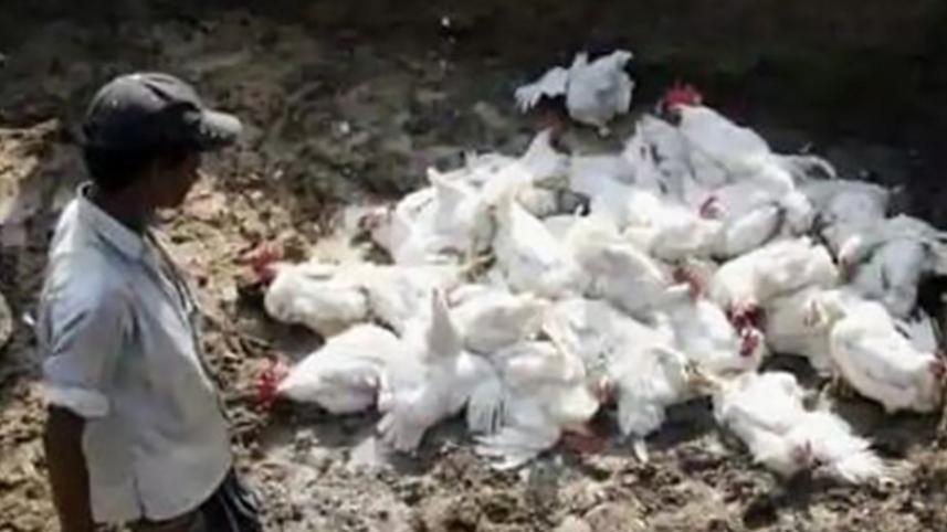 india_bird_flu_web.jpg