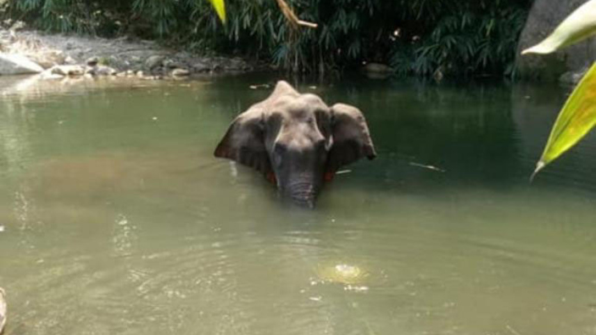 Kerala elephant-1.jpg
