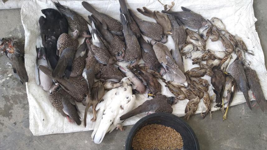 Lalmonirhat birds killing