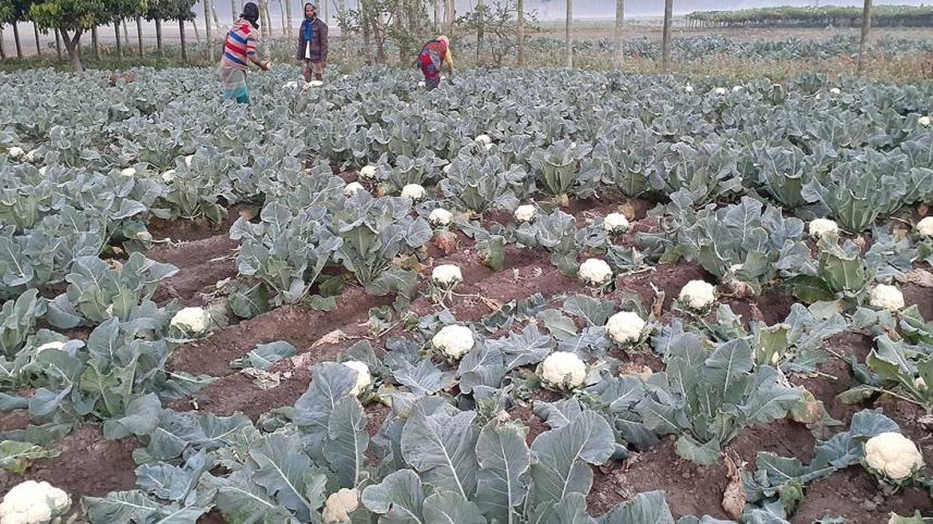 Lalmonirhat-cauliflower-growers-01.jpg