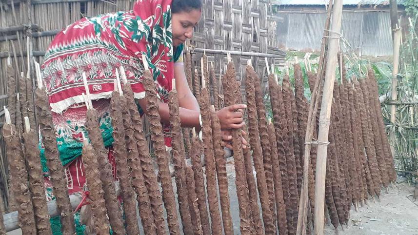 Lalmonirhat-cow-dung.jpg