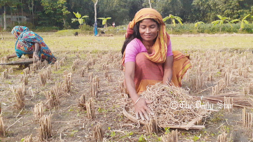 Lalmonirhat dhan kurani-02.jpg