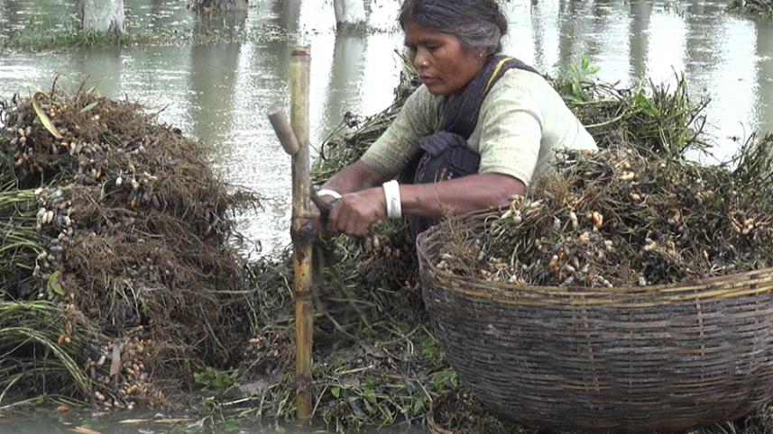 Lalmonirhat farmers affected-03 (26.jpg