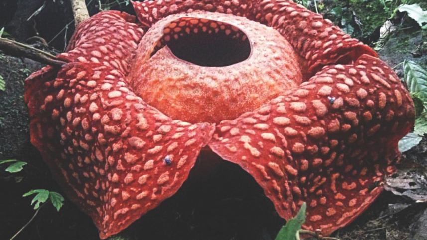 largest_flower_0.jpg