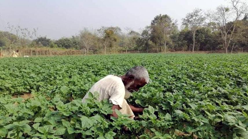 Manikchhari tobacco cultivation.jpg
