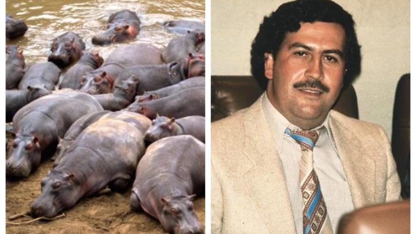 Pablo Escober's Hippo.jpg
