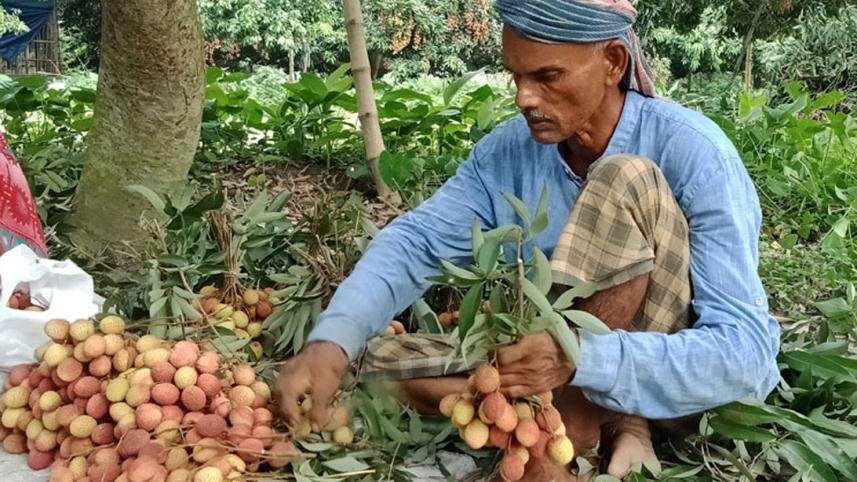 Pabna Litchi