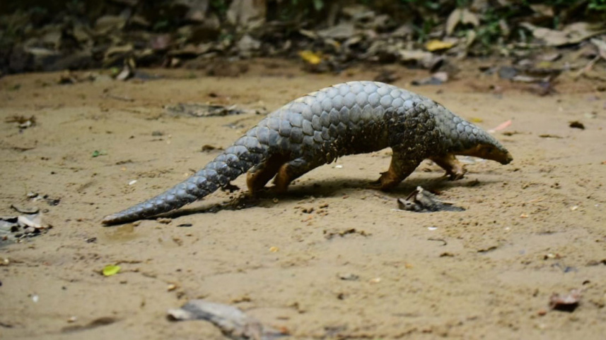 Pangolins_21May21.jpg