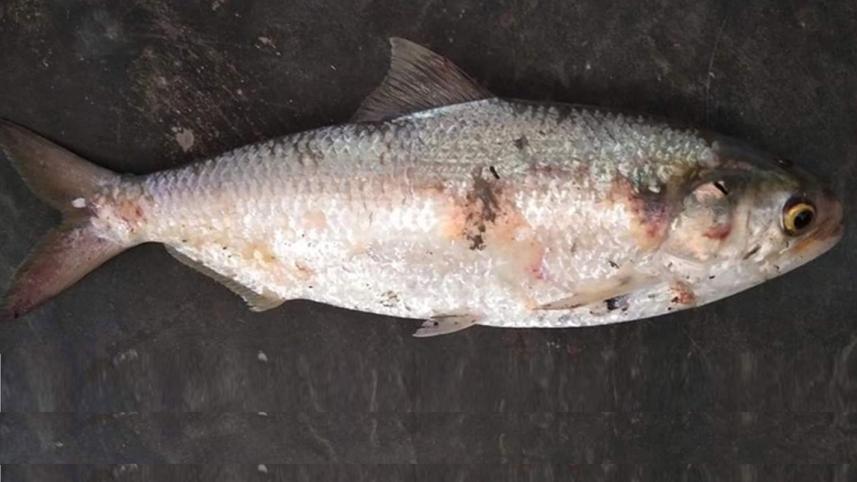 Patuakhali Pic 1124 (24.03.21).jpg