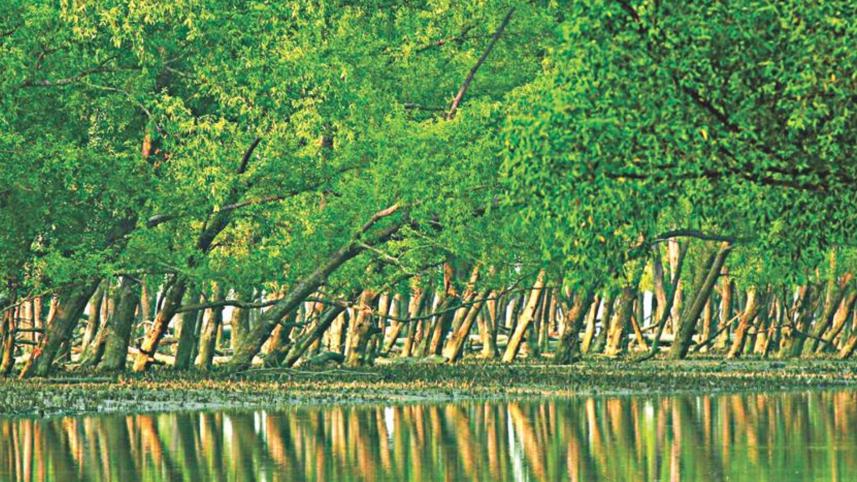 sundarban.jpg