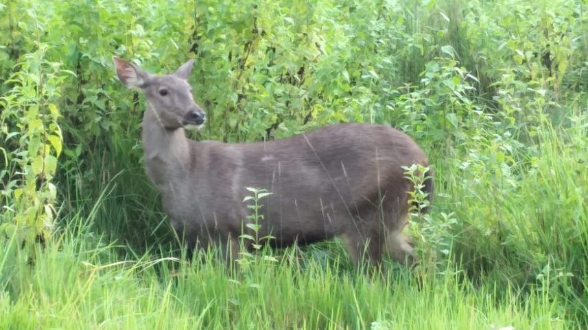 gazipur_sambar_deer_pic-2.jpg