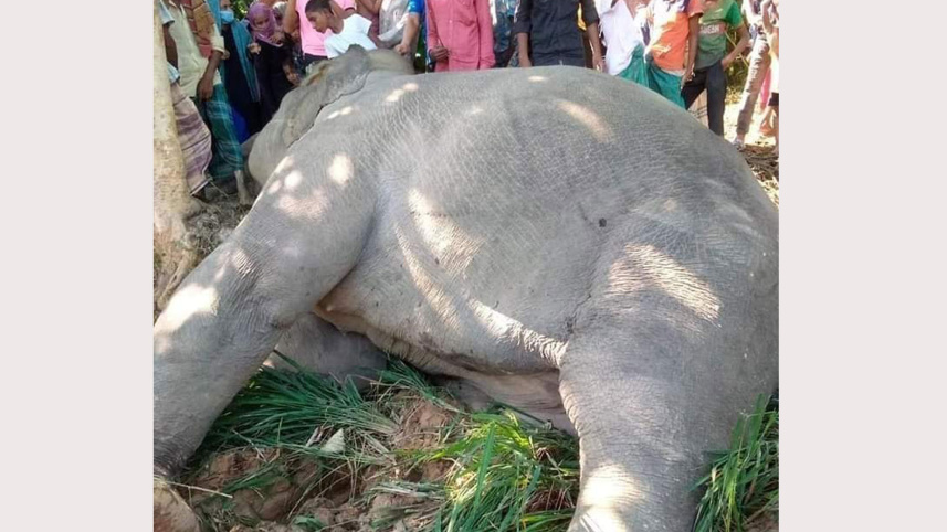 asian_elephant_killed_13nov21.jpg