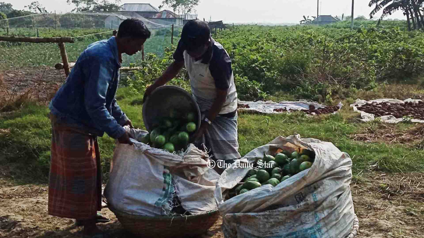 pabna_vegetable_27dec21_0.jpg