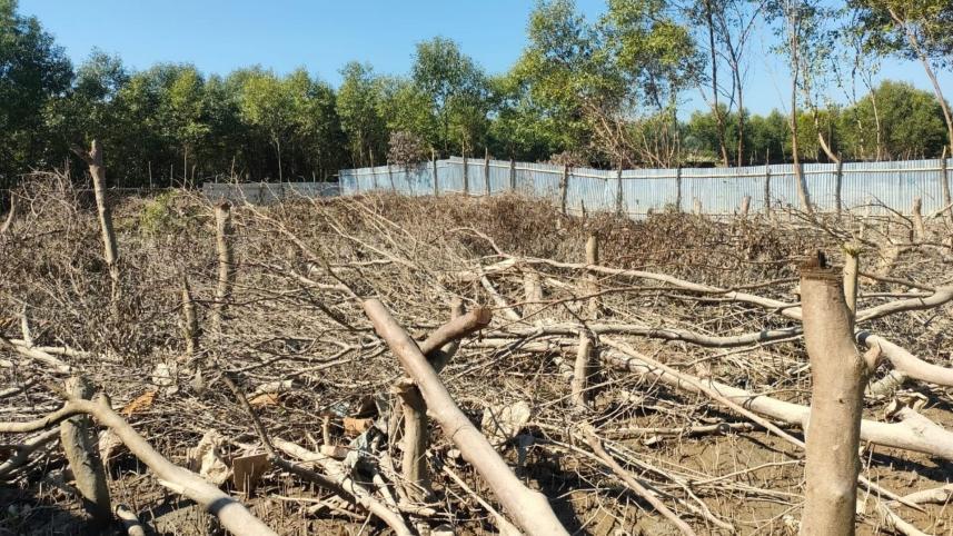 cox bazar mangrove
