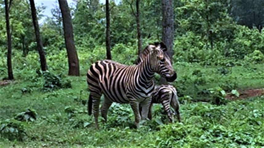 zebra