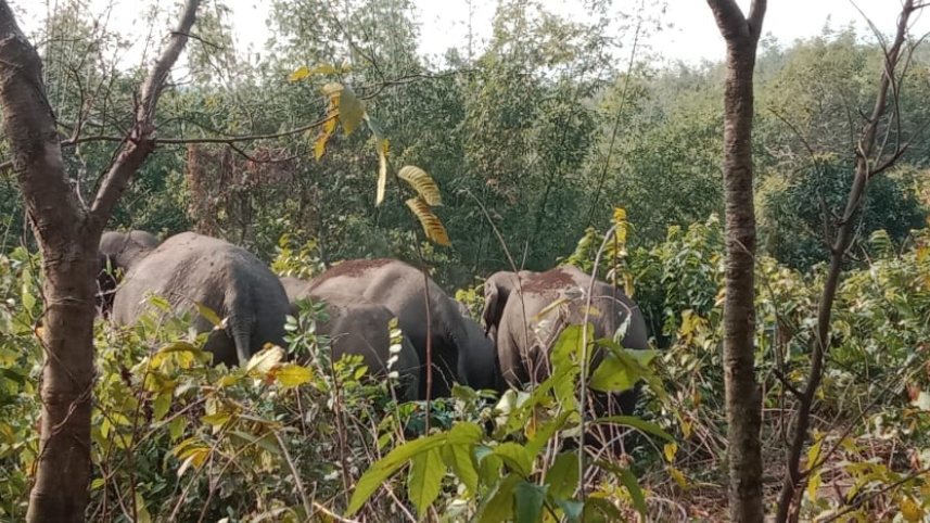 sylhet_wild_elephants_in_sunamganj_border_1.jpg