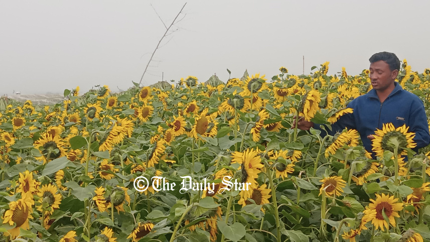 rangpur_sunflower_2.jpg