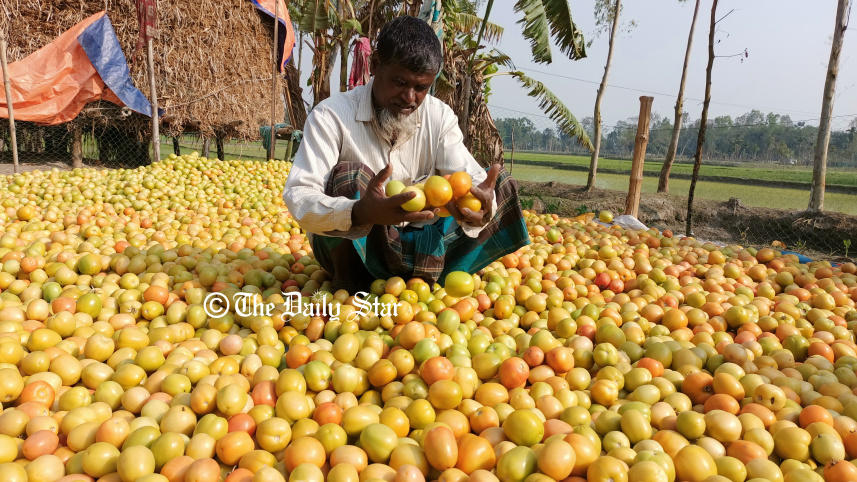 lalmonirhat_tomato_farming_0.jpg