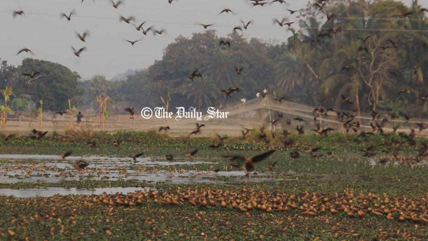 pabna_birds_3.jpg