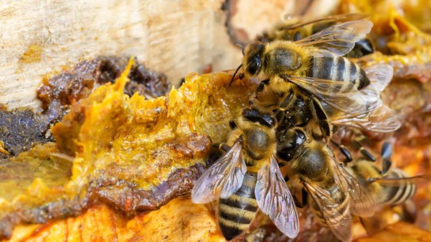 honeybee-propolis-1140x630.jpg