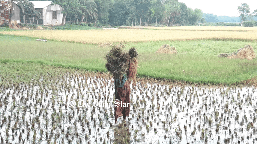 gazipur-harvest-pics-5.gif