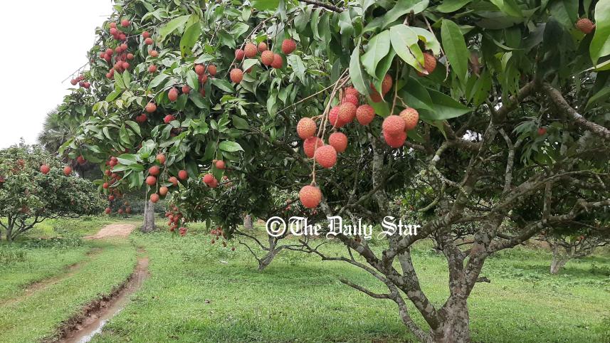 gazipur_litchi_2.jpg