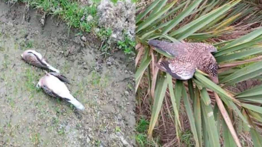 bird-kills-allegation-in-chandpur_ds.jpg