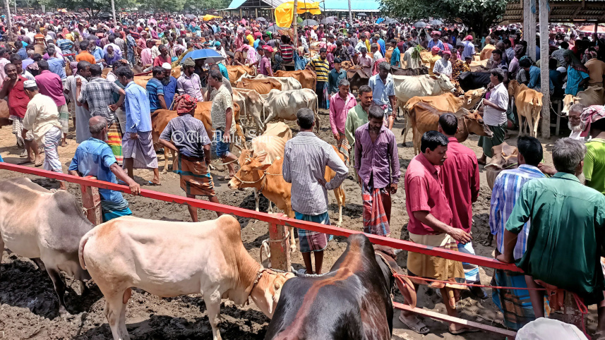 kurigram_cattle1_1jul22.jpg