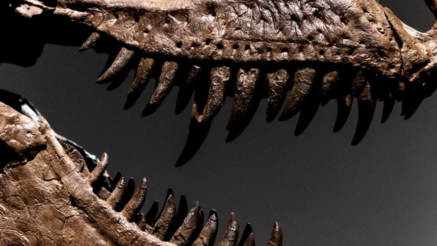 গর্গোসোরাস