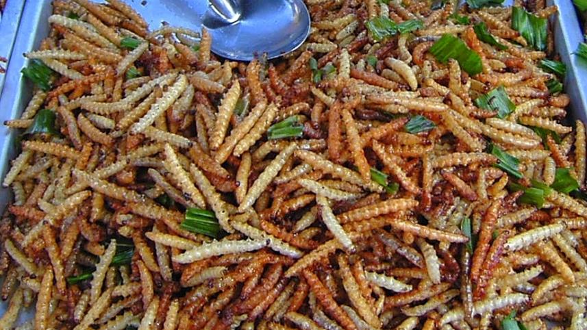 bamboo_worms_on_plate_cropped_jpeg.jpg