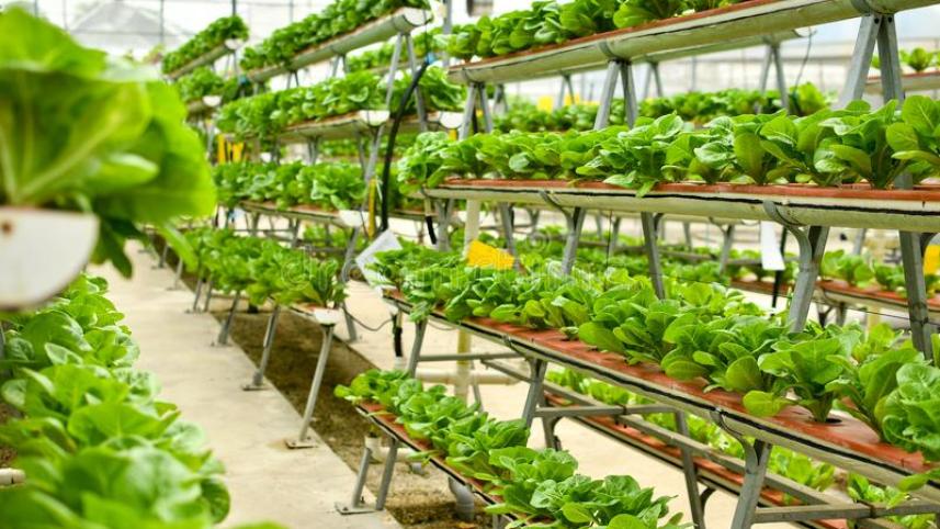 organic-vertical-farming-rows-vegetables-163834563.jpg