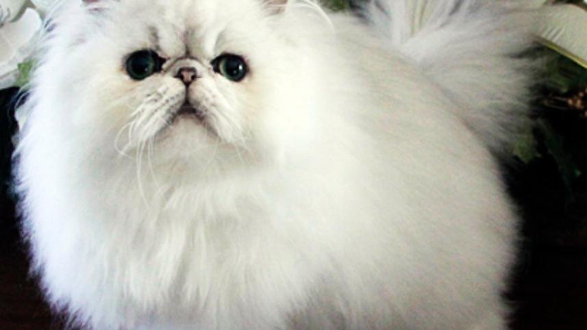 persian-cat.jpg
