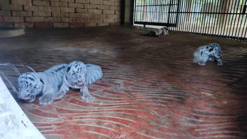 চট্টগ্রাম চিড়িয়াখানা