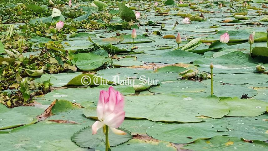 ডিকশির বিল