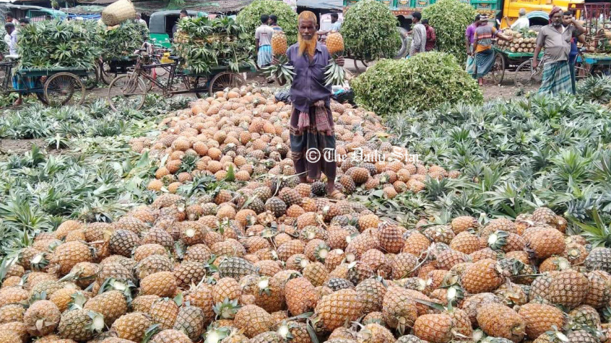 madhupur_pineapple_picture-6_with_bangla_story.jpg