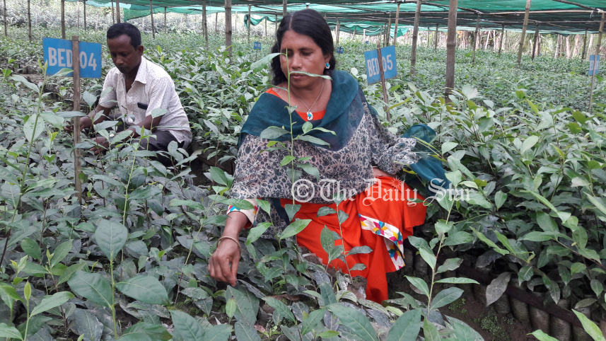 লালমনিরহাট চা চাষি