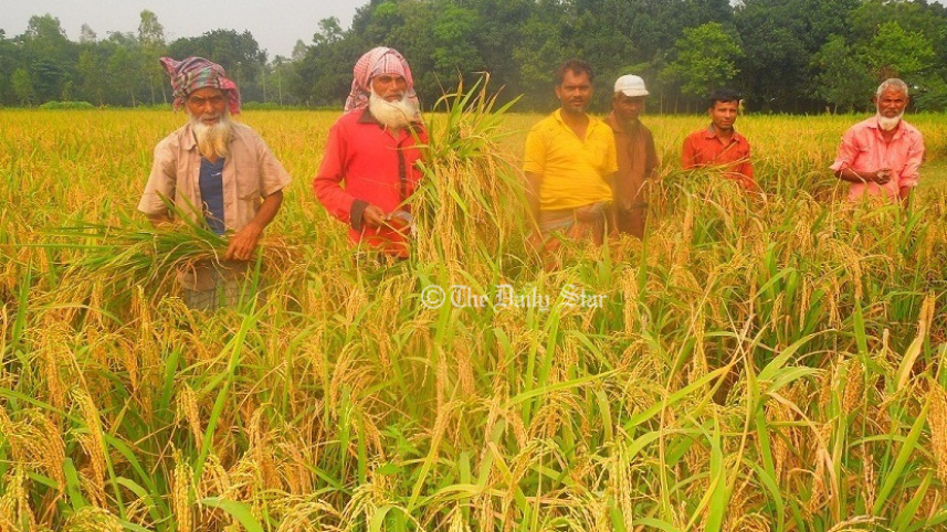 01_early_variety_of_aman_paddy_harvest_.jpg