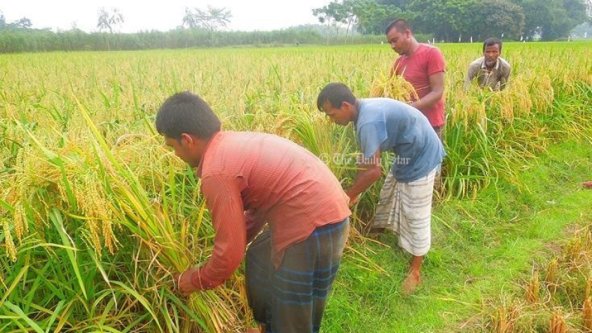 early_variety_of_aman_paddy_harvest.jpg