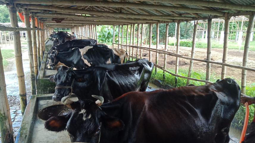amiruls_dairy_firm_photo-3.jpg