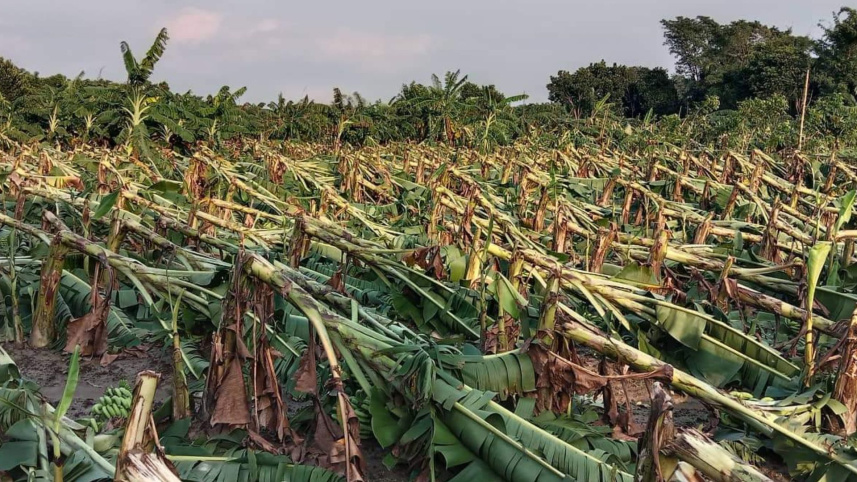 ঘূর্ণিঝড় সিত্রাংয়ে ক্ষতিগ্রস্ত শিবপুরের ৫৩ একর কলাবাগান
