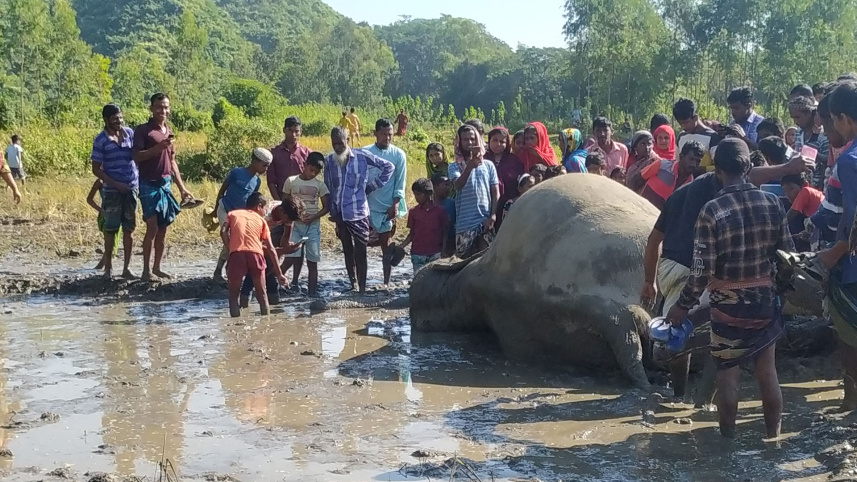 netrokona_elephant.jpg